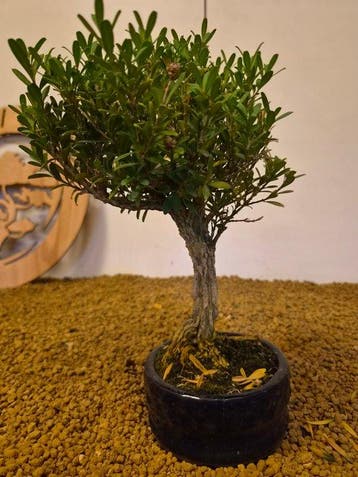 Palmboompje bonsai (Buxus sempervirens) - Hoogte (boom): 23