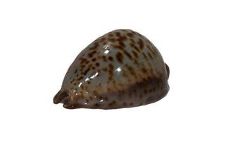Trona stercoraria 70 mm | Zeldzame Ratten-Kauri (Senegal) -, Nieuw