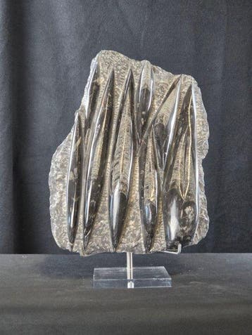 Orthoceras - Gefossiliseerd dier - 27 cm - 21 cm