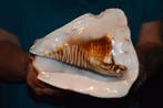 Escargot de mer Coquillage marin - S-250 CASSIS TUBEROSA
