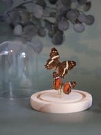 Vlinder Taxidermie volledige montage - Véritable Anartia