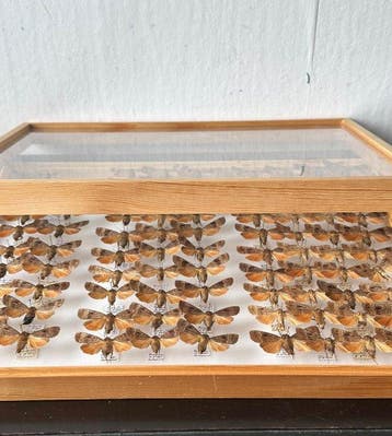 Originele historische entomologische Museumlade 89 x