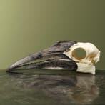 Zuidelijke Hoornraaf Schedel, Verzamelen, Ophalen of Verzenden, Nieuw, Vogel, Opgezet dier