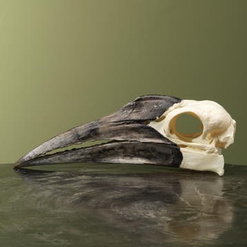 Zuidelijke Hoornraaf Schedel, Verzamelen, Ophalen of Verzenden, Nieuw, Vogel, Opgezet dier