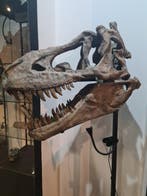 Tyrannosaurus Gesneden schedel - Tyrannosaurus rex - REPLICA