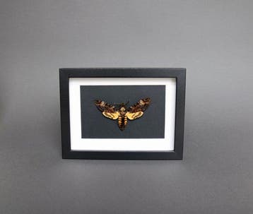 Mot Taxidermie volledige montage - Acherontia atropos - 13