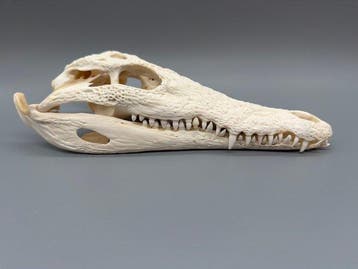 Nijlkrokodil Schedel - Crocodylus niloticus - 6 cm - 10 cm -