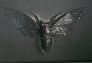 Reliëf, Cicada - 12.5 cm - Glas