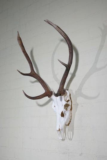 Large Red Stag Trophy Schedel - Cervus elaphus - 44 cm - 85