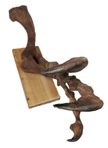 Museumkwaliteit replica - Gefossiliseerde klauw - Allosaurus