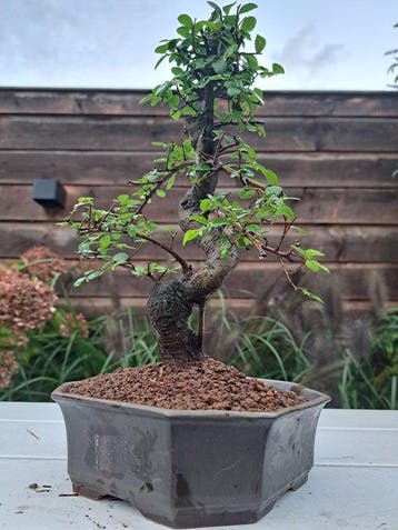 Chinese iep bonsai (Ulmus parviflora) - Hoogte (boom): 25 cm