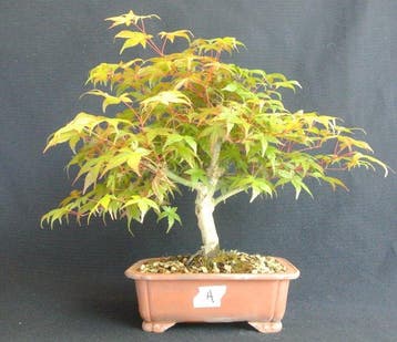 Japanese maple bonsai (Acer palmatum) - Hauteur (arbre) : 35