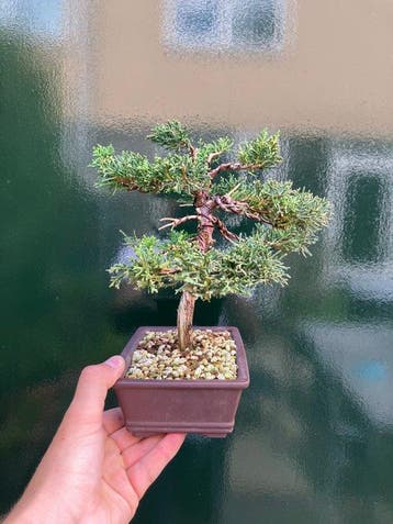 Jeneverbes bonsai (Juniperus) - Hoogte (boom): 21 cm -