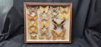 Large World Months wood box - ex French Mr Amédro Collection, Nieuw