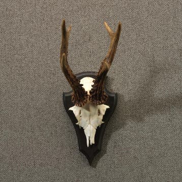 Reebok Gewei Taxidermie Opgezette Dieren By Max, Ophalen of Verzenden, Nieuw, Wild dier, Opgezet dier
