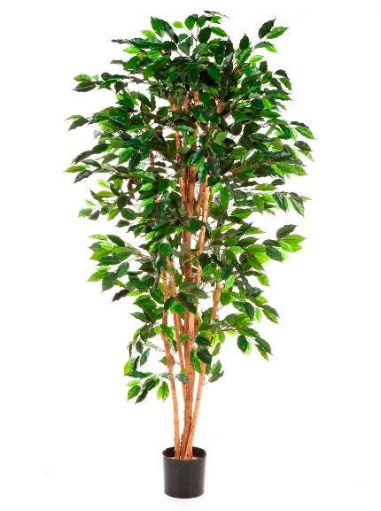 Kunstplant Ficus Nitida 180 cm, Maison & Meubles, Plantes d'intérieur, Envoi