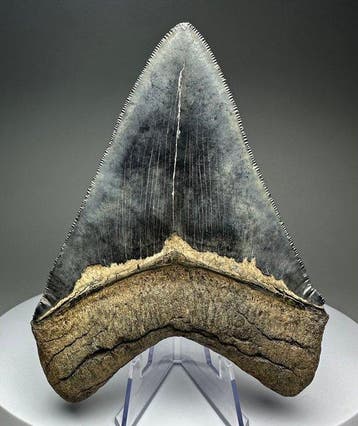 Megalodon - Fossiele tand - 12 cm - 9.5 cm