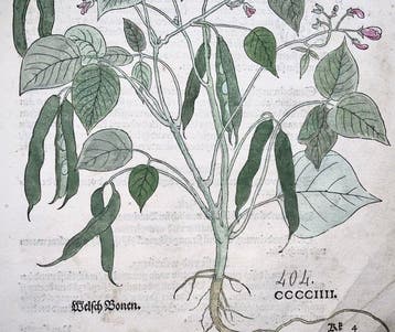 Leonhard Fuchs - Folio Edition - Vegetables: Beans - 1543