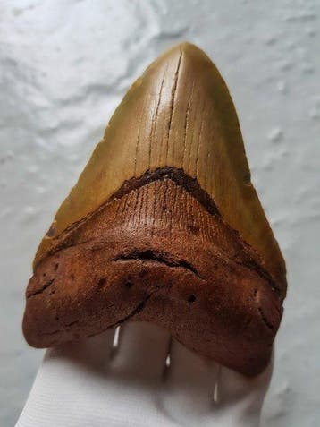 Megalodon - Fossiele tand - 12.2 cm - 8.8 cm