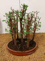 Kustmammoetboom bonsai (Sequoia) - Hoogte (boom): 24 cm -