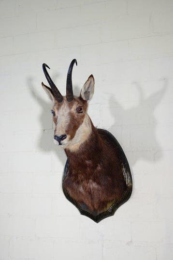 Fine Austrian Chamois head-mount Taxidermie wandmontage -