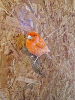 Kanarienvogel Taxidermie volledige montage - Serinus canaria, Nieuw