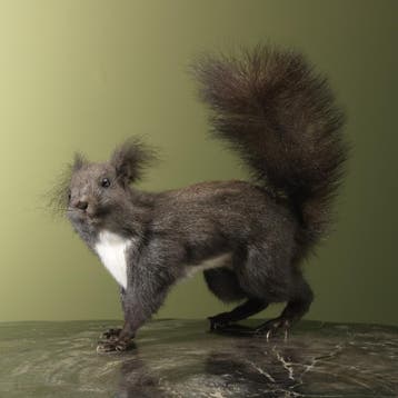 Japanse Lis Eekhoorn Taxidermie Opgezette Dieren By Max, Ophalen of Verzenden, Nieuw, Wild dier, Opgezet dier