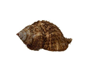 Neptunea lyrata (65mm) - Koudwater Lyre Neptune -, Nieuw