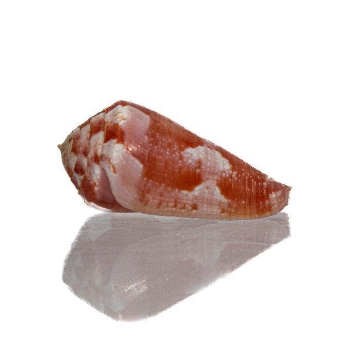 Conus gubernator – Onberispelijk verzamelobject in topkleur, Antiquités & Art, Curiosités & Brocante