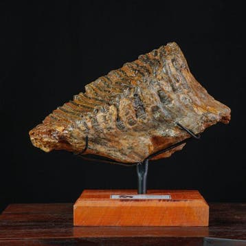 Molaire fossile de Mammuthus primigenius – Mer du Nord –
