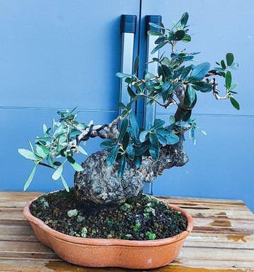 Bonsaï Olivier (Olea europaea) - Hauteur (arbre) : 25 cm -, Antiquités & Art