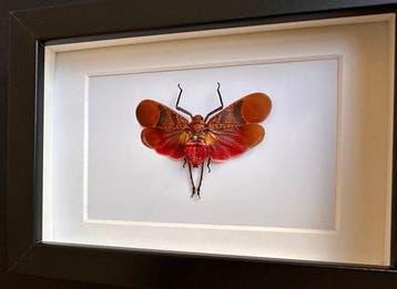 Vlinder Taxidermie volledige montage - Scamandra rosea -