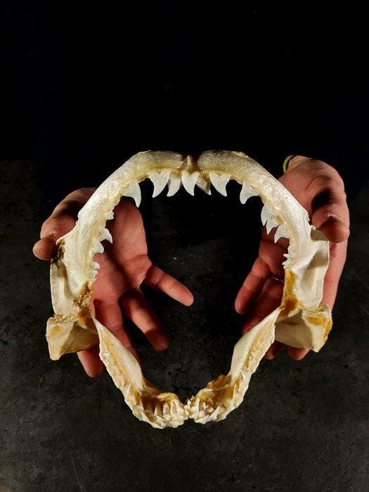 Prachtige kaak van een verdesca-haai Taxidermie volledige, Verzamelen, Dierenverzamelingen