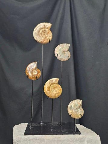 Ammoniet - Gefossiliseerd dier - 5 Ammonite Fossils on, Verzamelen, Mineralen en Fossielen