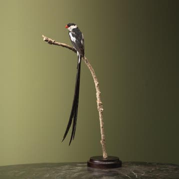 Dominicanerwida Taxidermie Opgezette Dieren By Max, Ophalen of Verzenden, Nieuw, Vogel, Opgezet dier