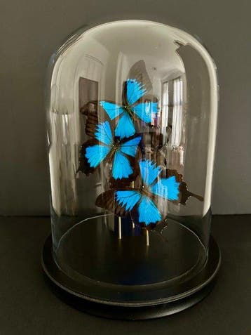 Vlinder Taxidermie volledige montage - Papilio Ulysses - 30