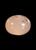 Sasanien Agate blanche Sceau avec un quadrupède cornu (Sans