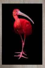 Marco Simoni -  Eudocimus ruber  XL, Antiek en Kunst