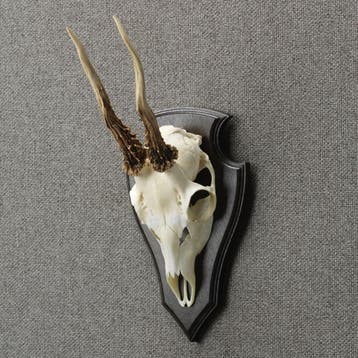 Reebok Schedel Taxidermie Opgezette Dieren By Max, Ophalen of Verzenden, Nieuw, Wild dier, Opgezet dier