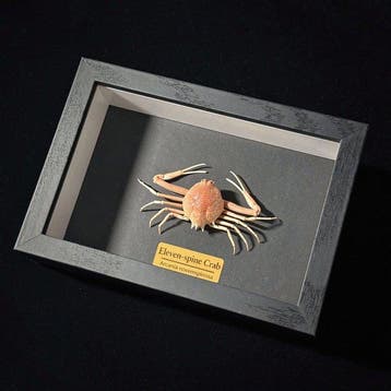 Krab Taxidermie wandmontage - Carpilius convexus - 2 cm - 3, Antiek en Kunst