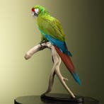 Soldatenara Taxidermie Opgezette Dieren By Max, Ophalen of Verzenden, Opgezet dier