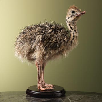 Struisvogel Kuiken Taxidermie Opgezette Dieren By Max, Ophalen of Verzenden, Opgezet dier