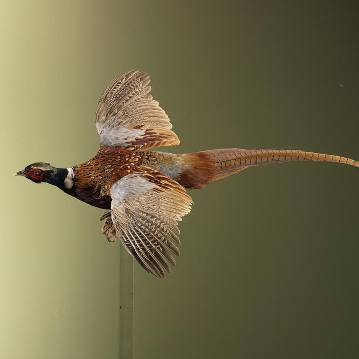 Fazant Vliegend Taxidermie Opgezette Dieren By Max, Verzamelen, Dierenverzamelingen, Opgezet dier, Nieuw, Vogel, Ophalen of Verzenden