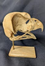 Fossiele schedel - Ornimegalonyx - the biggest owl species