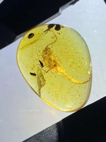 Amber - Barnsteen - Scorpion - 23 mm - 17.7 mm