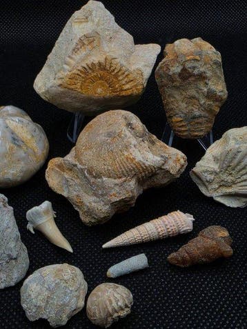 Mariene fossielenverzameling - Gefossiliseerd dier -