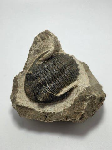 Trilobiet - Gefossiliseerd dier - Hollardops mesocristata -