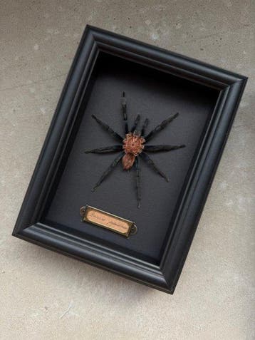 Spin Pantser - Pamphobeteus sp. type - 21 cm - 16 cm - 4.5