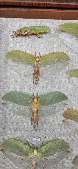Good leaf grasshoppers insects perfect-ex French