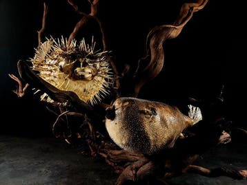 Zonder reservering kogelvis + stekelvis Taxidermie volledige, Nieuw